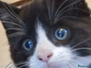 Mixed Breed cats Two beautiful mixed breed kittens. - Advert 12