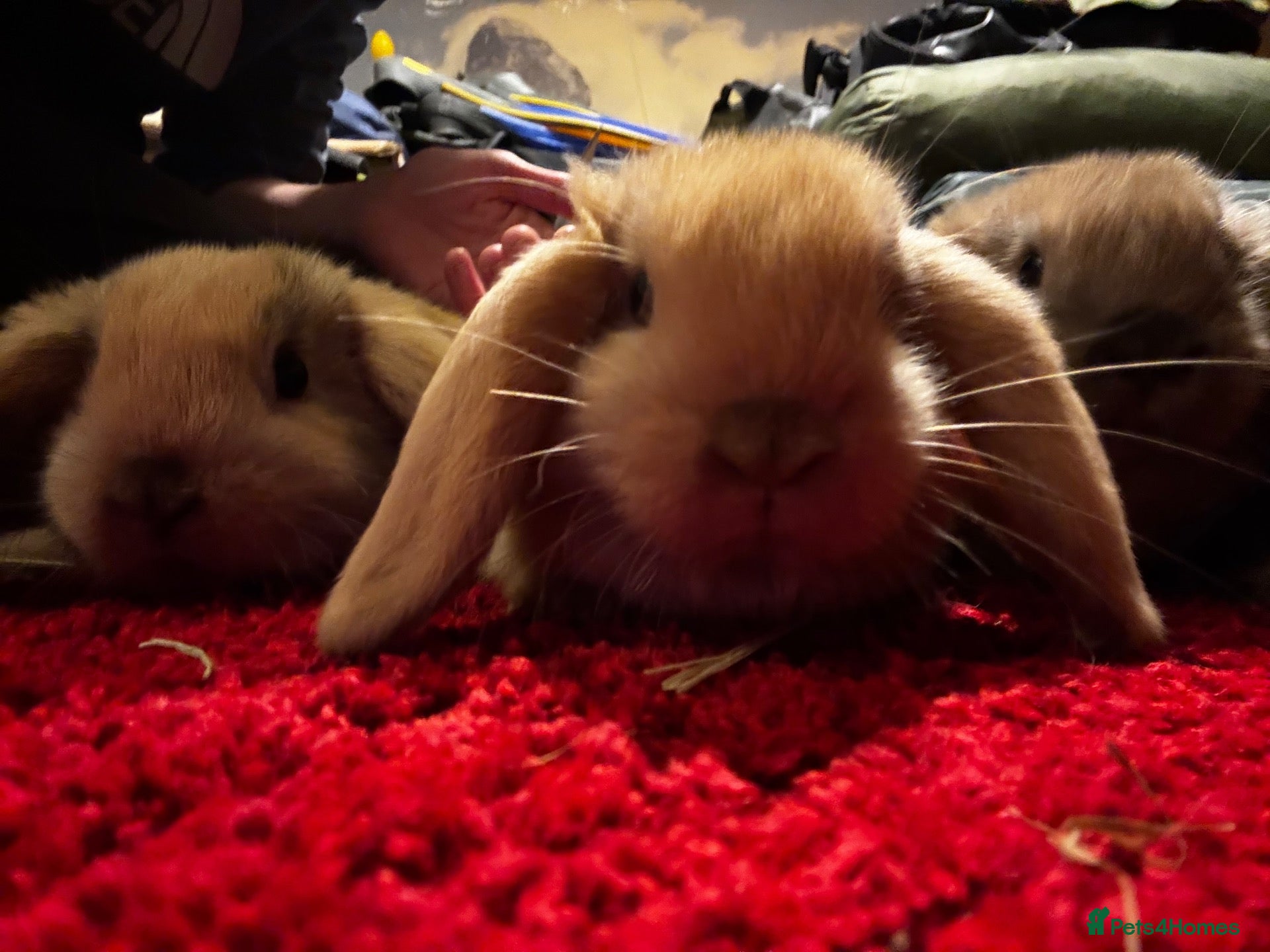 Mini Lop rabbits Mini lop bunnies for sale - Advert 1