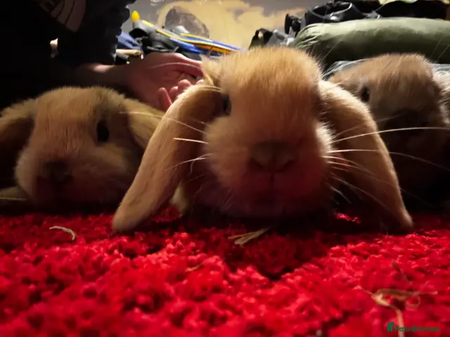 Mini Lop rabbits for sale: Mini lop bunnies for sale - Advert 1