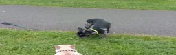Mixed Breed dogs for sale: Blue Merle French Bulldog  - Advert 4