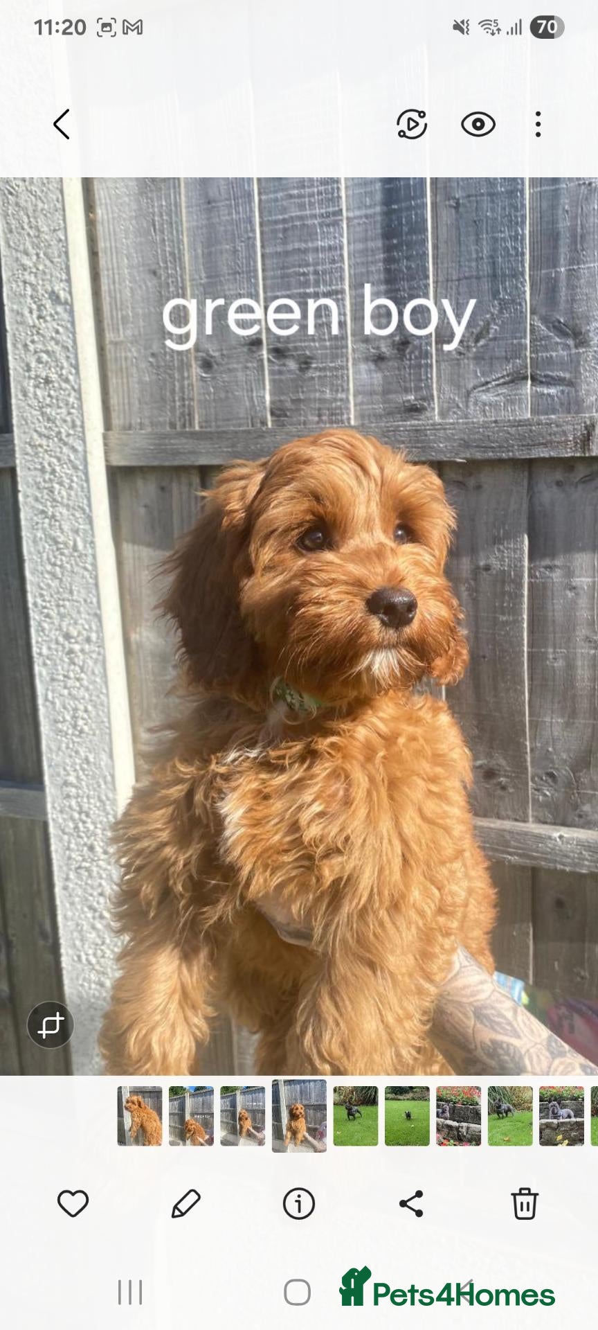 Cockapoo dogs READY NOW LAST BOY REMAINING Stunning f1 cockapoo  - Advert 14
