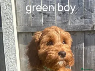 Cockapoo dogs READY NOW LAST BOY REMAINING Stunning f1 cockapoo - Advert 14