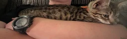 Bengal cats for sale: 1 girl Mix Bengal kitten left for sell - Advert 2