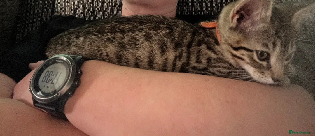 Bengal cats for sale: 1 girl Mix Bengal kitten left for sell - Advert 2