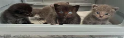 Ragdoll cats for sale: 1 Already reserved Fluffy Ragdoll Cross Kittens  - Advert 8