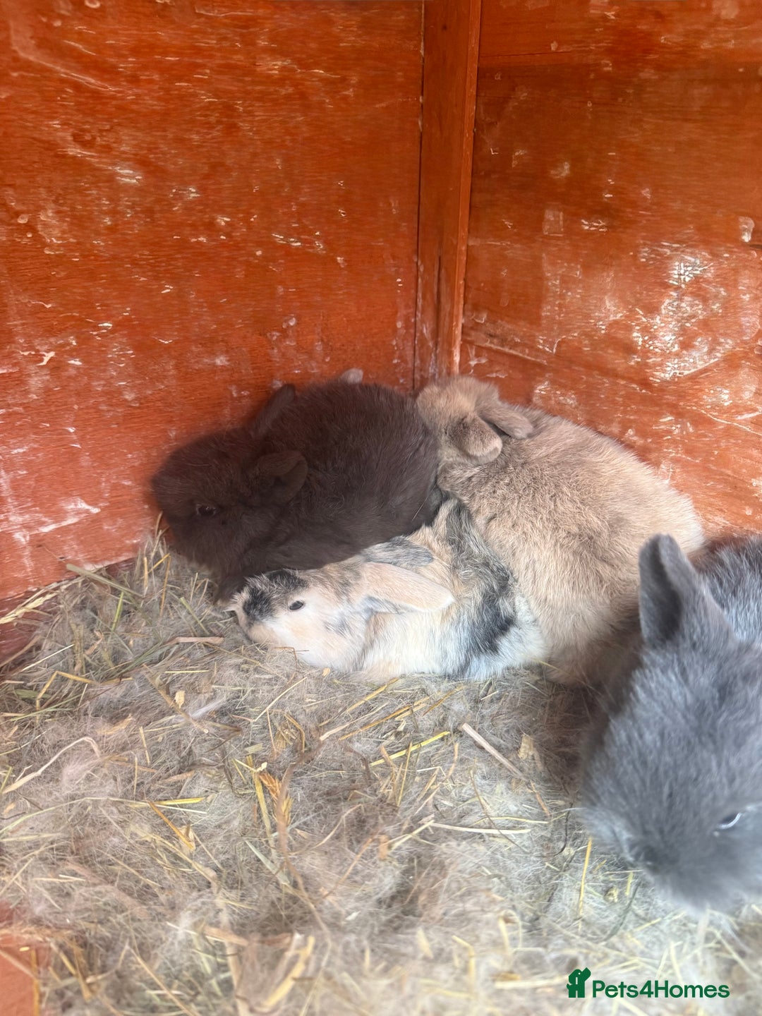 Dwarf Lop rabbits for sale: Dwalf lop babies for sale  - Advert 4