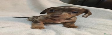 Miniature Dachshund Puppy 2