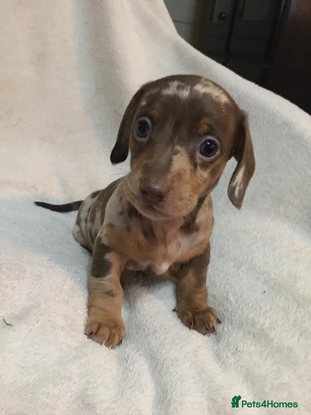 Miniature Dachshund dogs for sale: Miniature Dachshund Dapple Puppies  - Advert 5