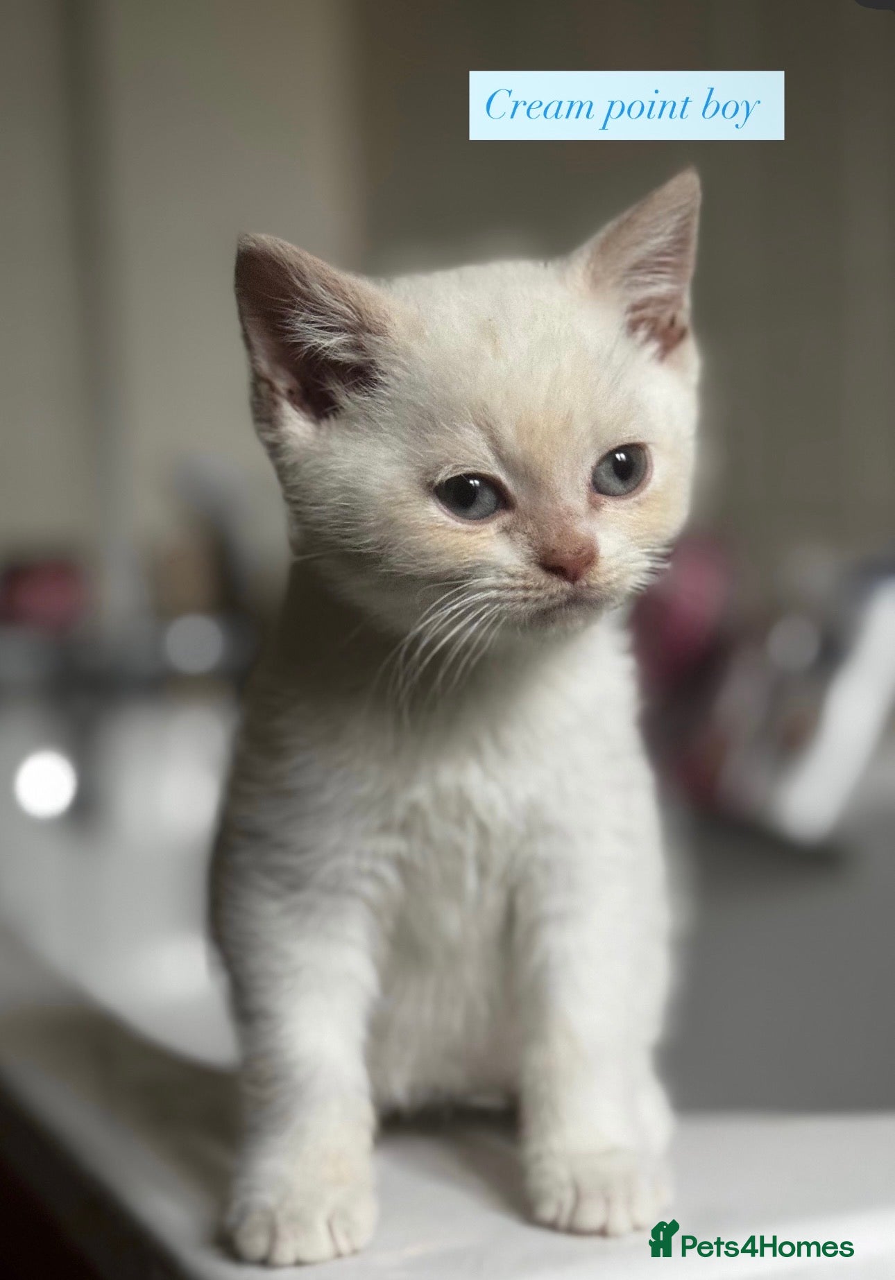 British Shorthair cats Bicolour/Colourpoint British shorthair kittens  - Advert 1