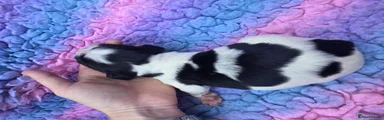 Destrier Bluebell Rosie Black/ White Girl