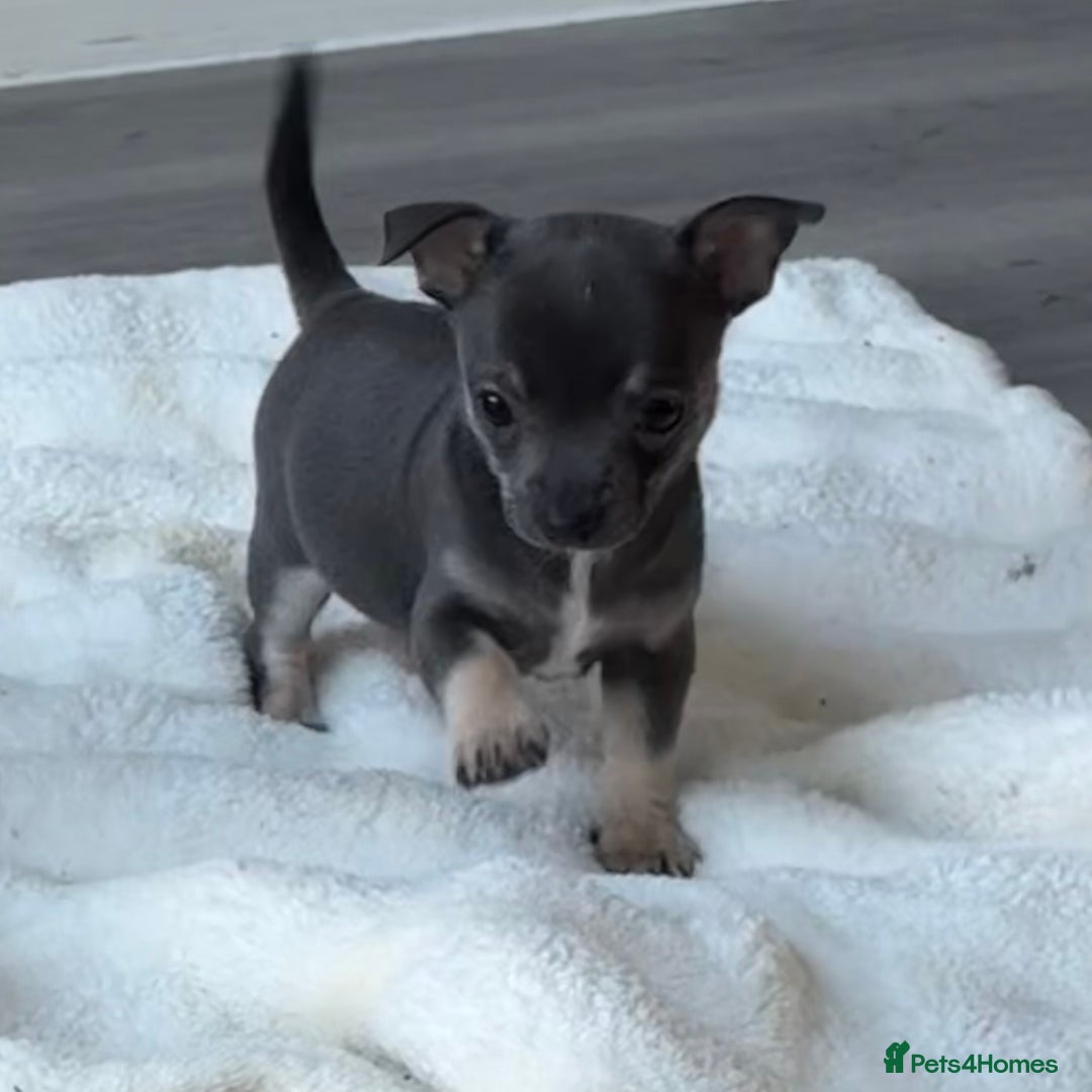 Chihuahua dogs for sale: Blue and Tan pure breed chihuahua girls 💙💛 - Advert 7
