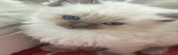 Ragdoll cats for sale: Two girls and one Boy ragdoll kittens ready to go in Swansea - Advert 14