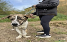Mixed Breed dogs for adoption: 💔 OLIVER, RETURNED OUT OF SHAME 💔 - Image 6