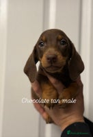 Miniature Dachshund dogs - Advert 5