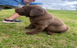 Labrador Retriever dogs for sale: Chunky Chocolate Labrador Puppies - Image 1