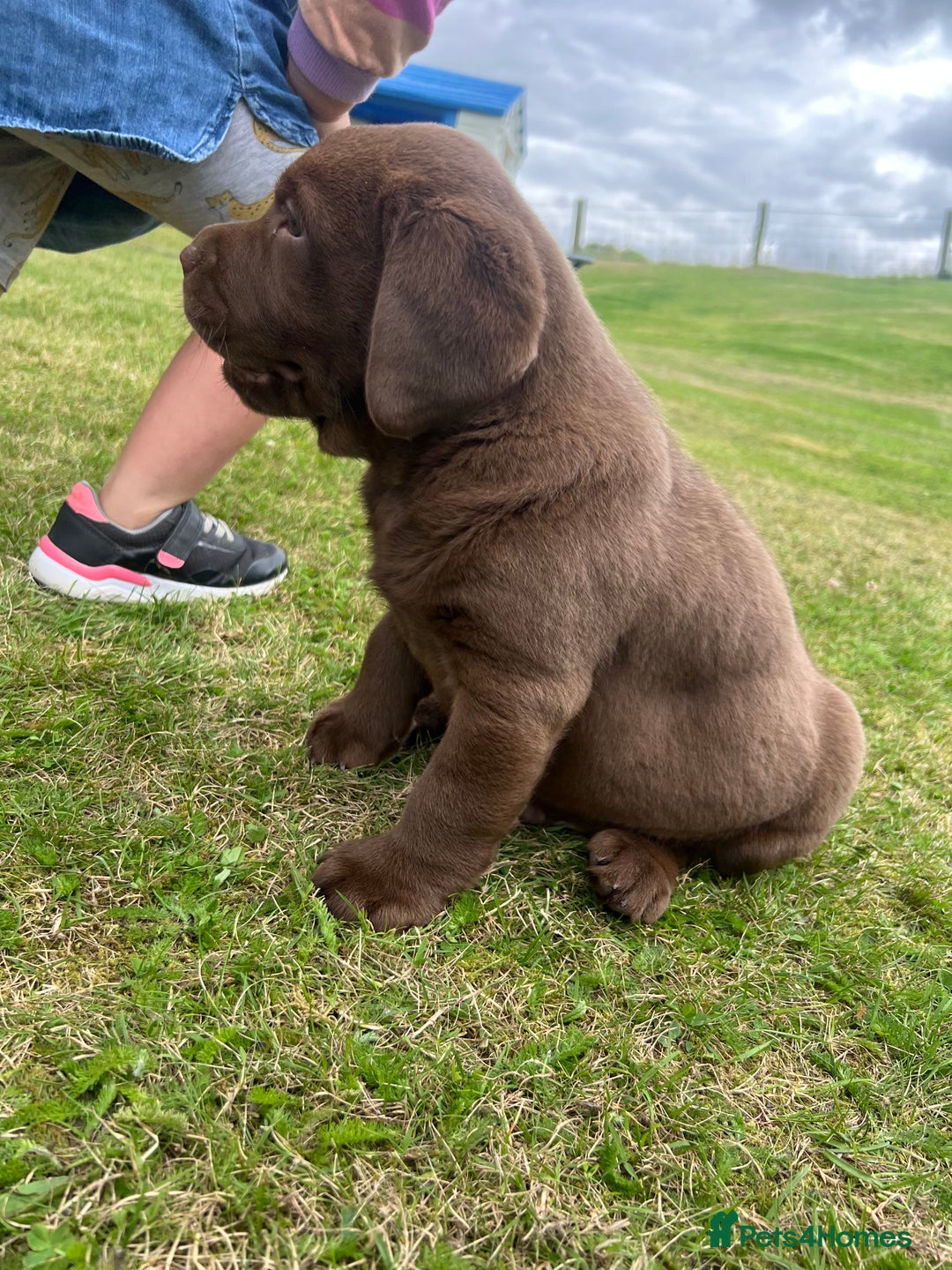 Labrador Retriever dogs for sale: Chunky Chocolate Labrador Puppies - Image 1