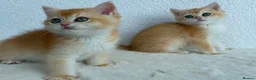 British Shorthair cats for sale: Show quality golden british shorthair  - Advert 5