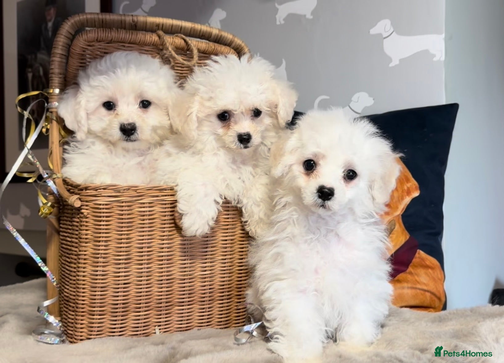 Bichon Frise dogs Gorgeous bichon frise pups ready now  - Advert 1