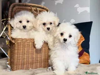 Bichon Frise dogs for sale: Gorgeous bichon frise pups ready now - Advert 3