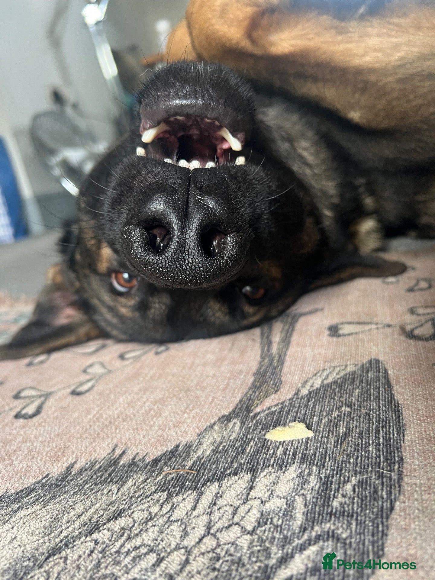 German Shepherd dogs “Ace” - 2yr old GSD male - Entire - Advert 1