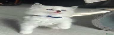 Ragdoll Kitten 3 (RESERVED)