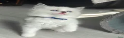 Ragdoll cats for sale: Gccf registered ragdoll kittens  - Advert 10