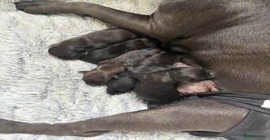 Staffordshire Bull Terrier dogs - Advert 6