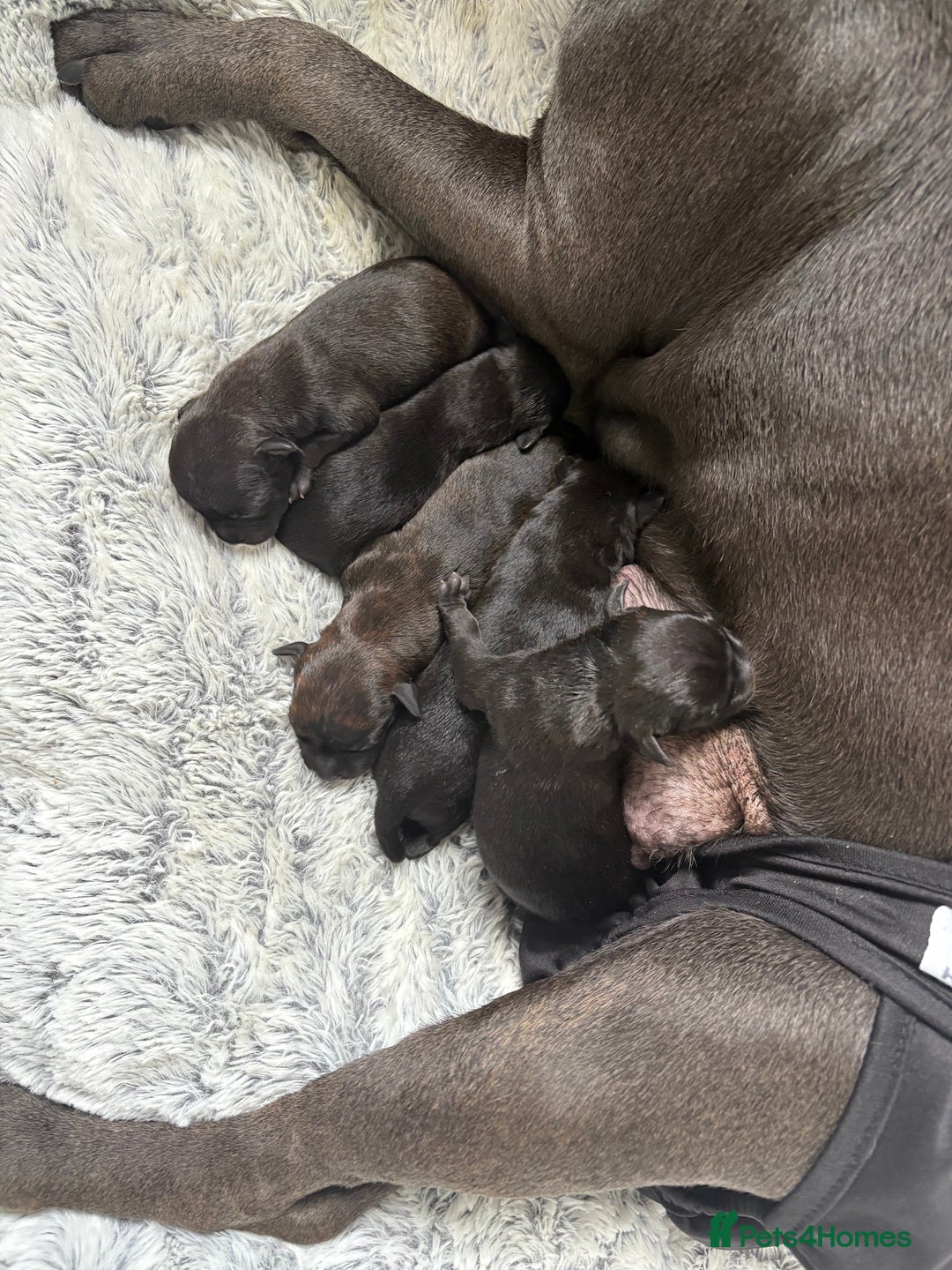 Staffordshire Bull Terrier dogs for sale: Floyd & Sky - Advert 10