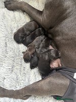 Staffordshire Bull Terrier dogs - Advert 10