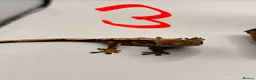 Gecko reptiles for sale: Crested and chahouas geckos - Advert 20