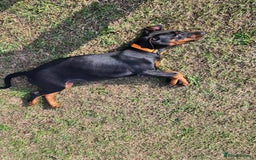 Dobermann dogs for sale: 1 Female available kc reg working line dobermann in Durham - Image 9