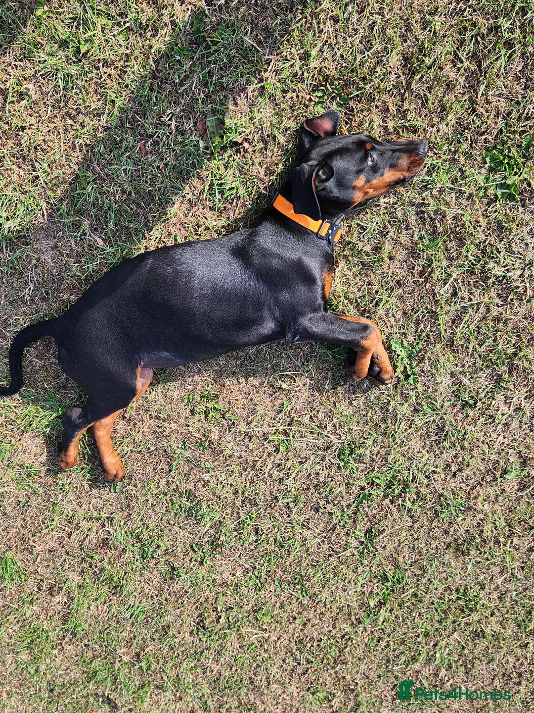 Dobermann dogs for sale: 1 Female available kc reg working line dobermann in Durham - Image 9