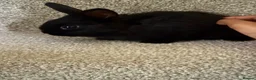 Mixed Breed rabbits for sale: Bunnies for Sale  - Advert 2
