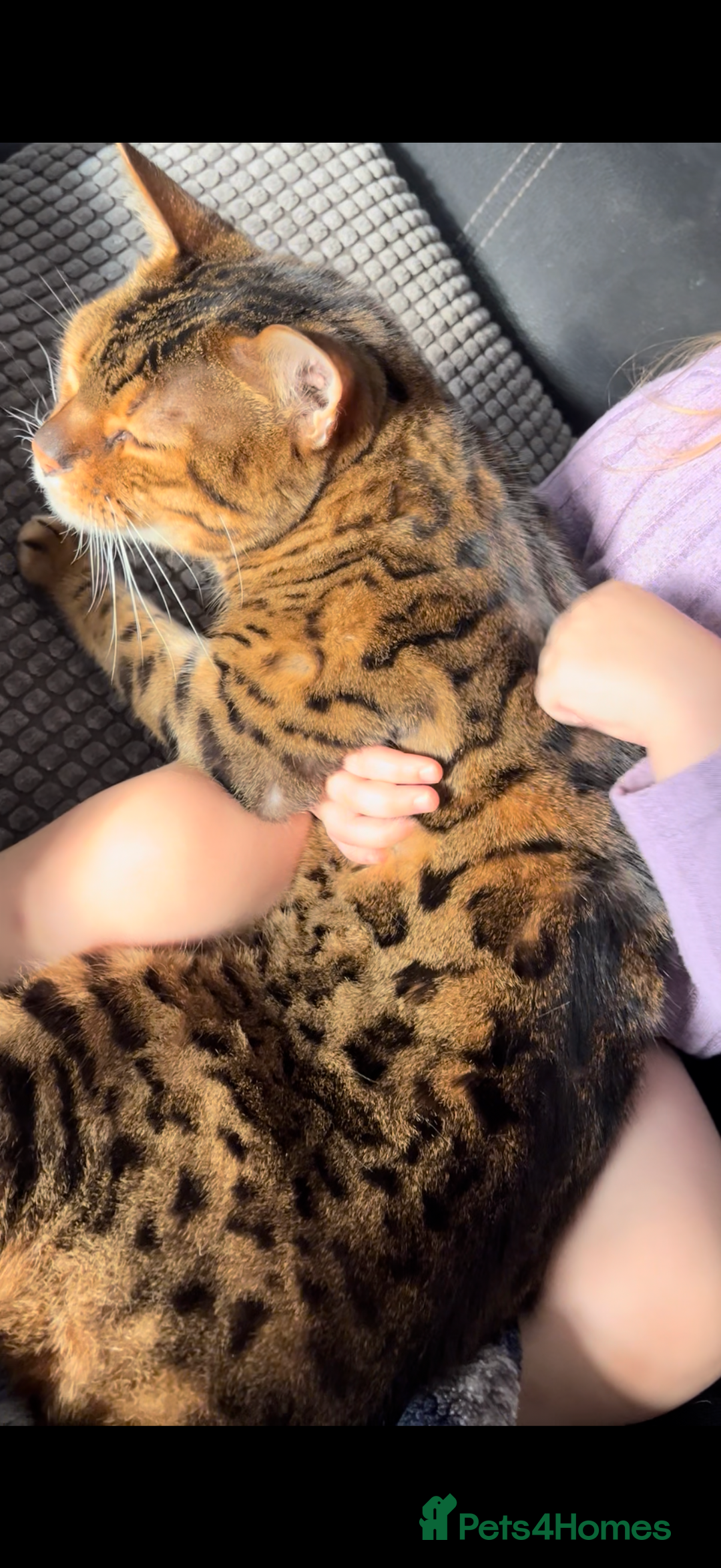 Bengal cats for sale: 11yr old Castrated Bengal male - Image 1