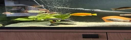 Cichlids fish for sale: African Cichlids  - Advert 3