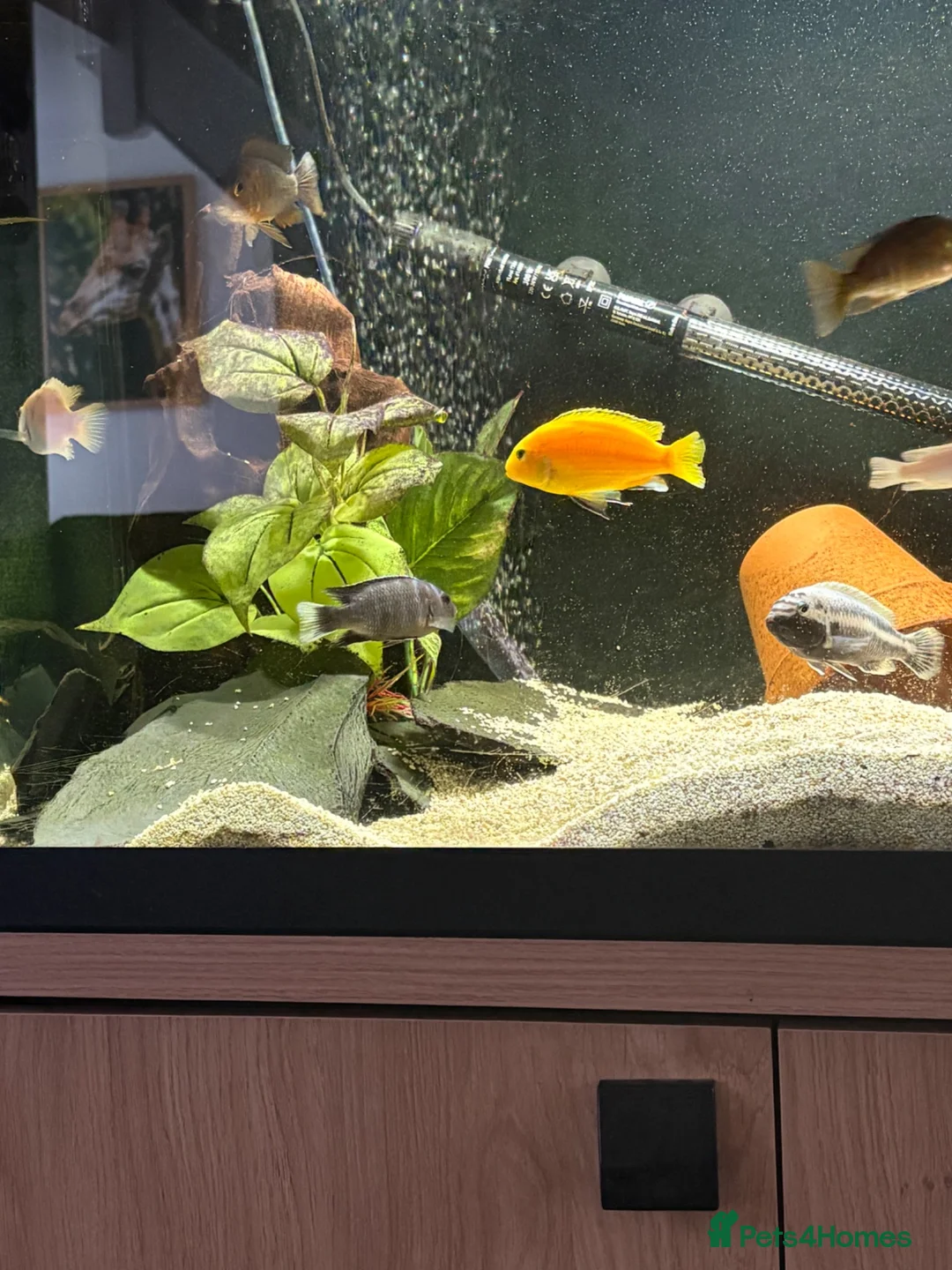 Cichlids fish for sale: African Cichlids  - Advert 3