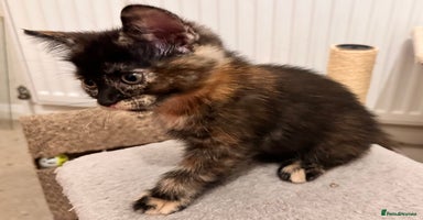 Mixed Breed cats Amiable mixed tabby kittens - Advert 13