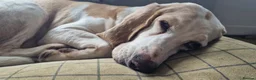 Mixed Breed dogs for adoption: Roma - Sabueso (Spanish Hound)  - Advert 12