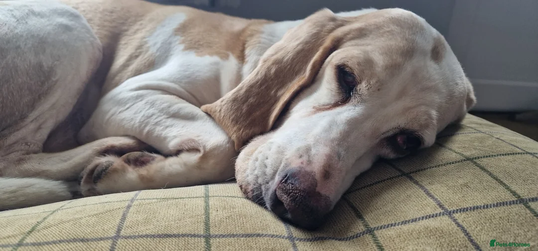 Mixed Breed dogs for adoption: Roma - Sabueso (Spanish Hound)  - Advert 12