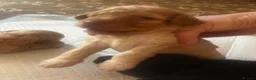 Miniature Poodle dogs for sale: Miniature poodles in Maldon - Advert 4