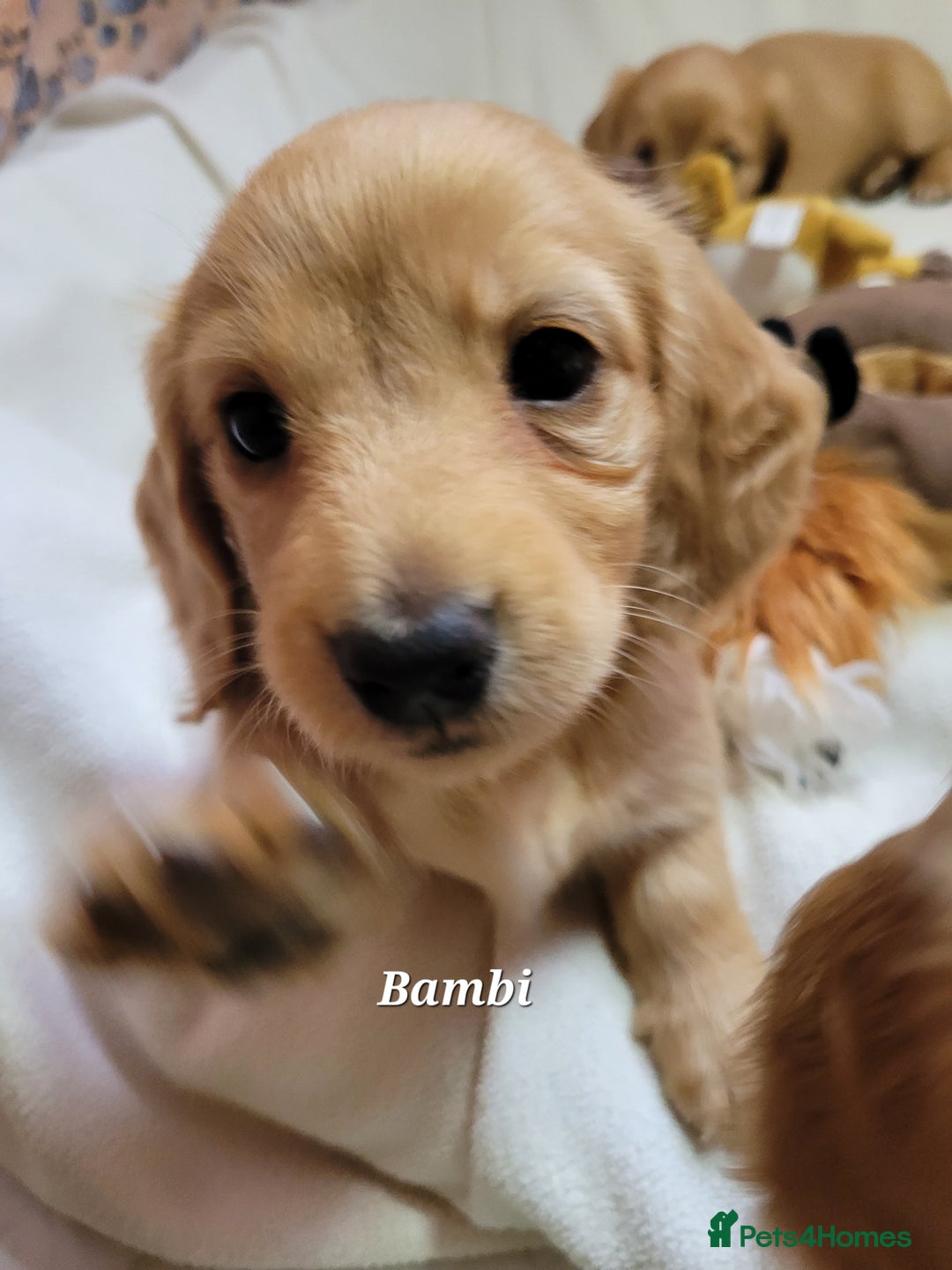 Dachshund dogs for sale: Long Haired KC Miniature Dachshund - Advert 25