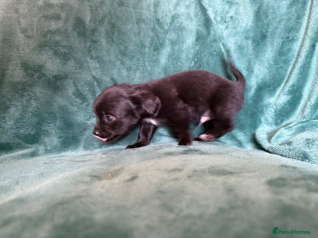 Chihuahua dogs for sale: Chihuahua X Puppies - Image 5