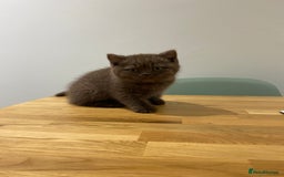 British Shorthair cats for sale: **SOLD ** British Shorthair Chocolate Male  - Image 6