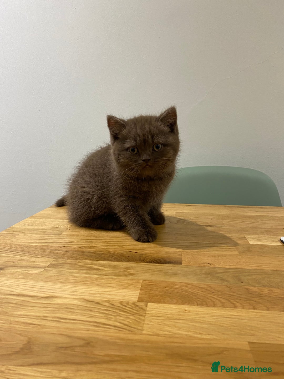 British Shorthair cats for sale: **SOLD ** British Shorthair Chocolate Male  - Image 6