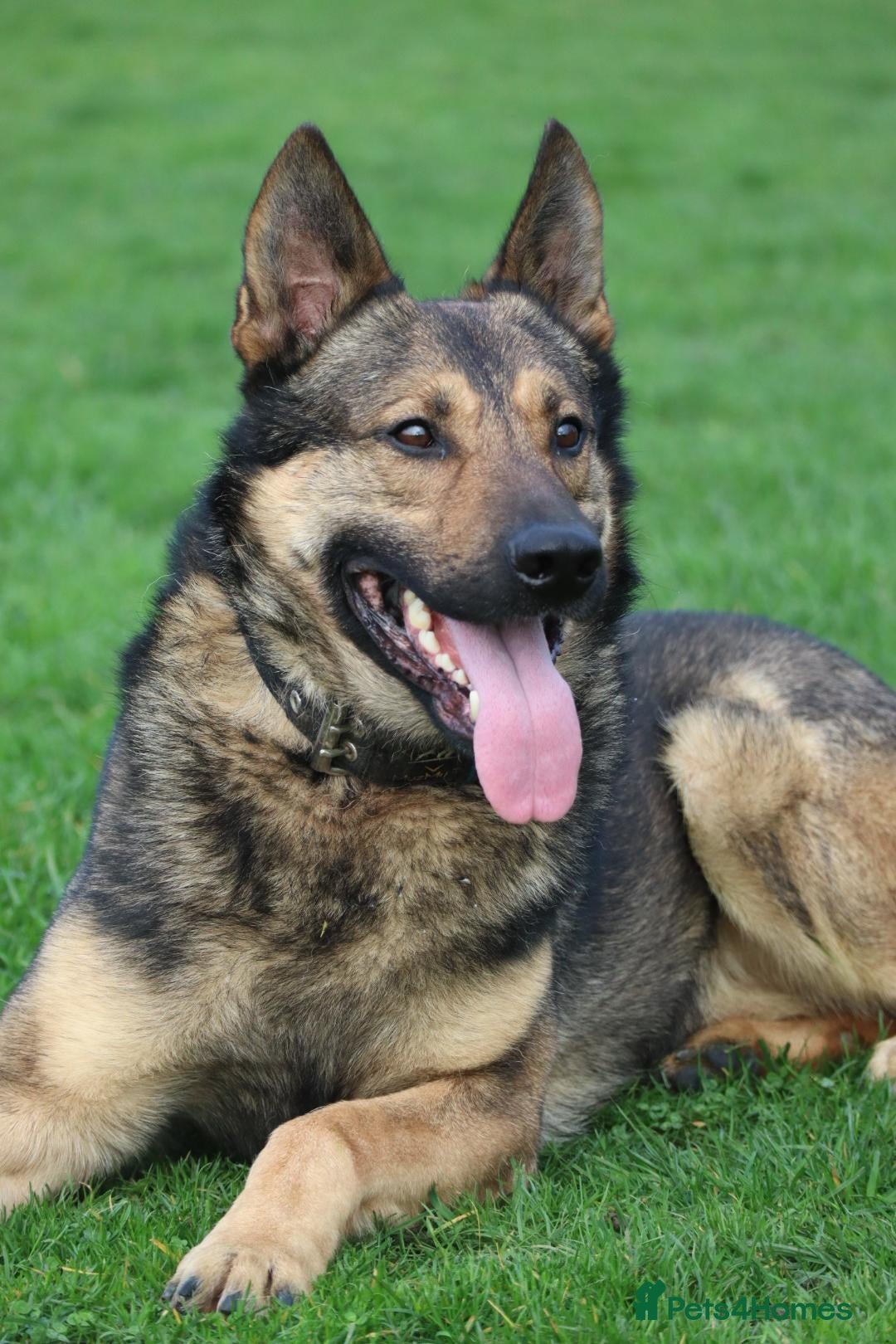 German Shepherd dogs Trained family gsd male - Advert 1