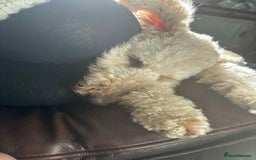 Miniature Poodle dogs for sale: Male apricot miniature poodle .  - Image 3