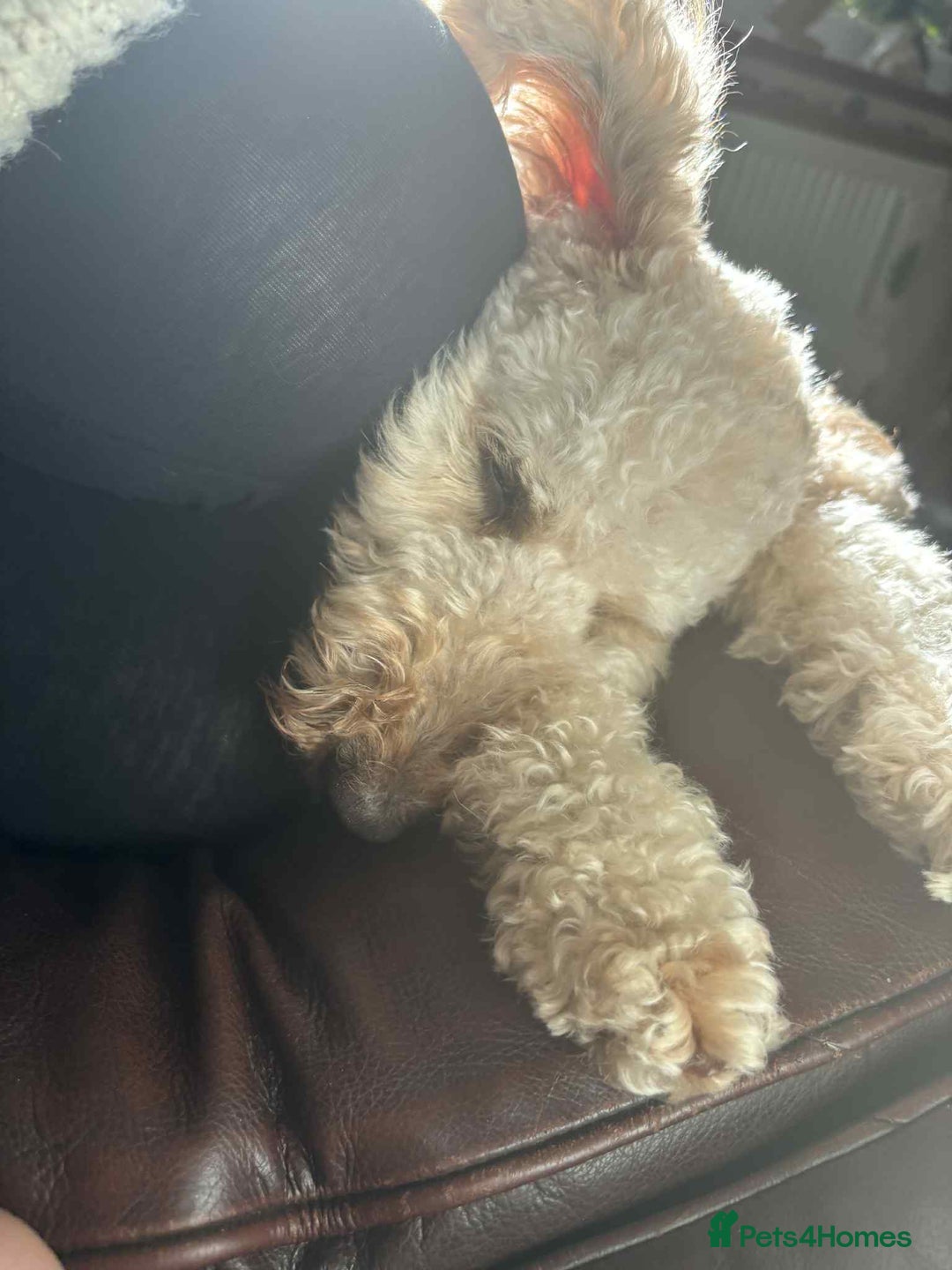 Miniature Poodle dogs for sale: Male apricot miniature poodle .  - Image 3