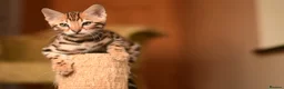 Bengal cats for sale: Registered pedigree bengal kittens - Advert 31
