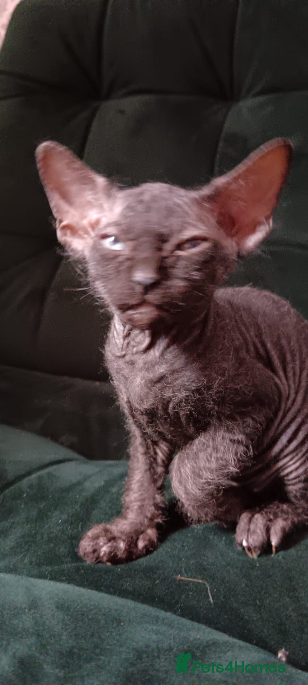 Sphynx cats for sale: Mixed selection Sphynx kittens. - Image 10