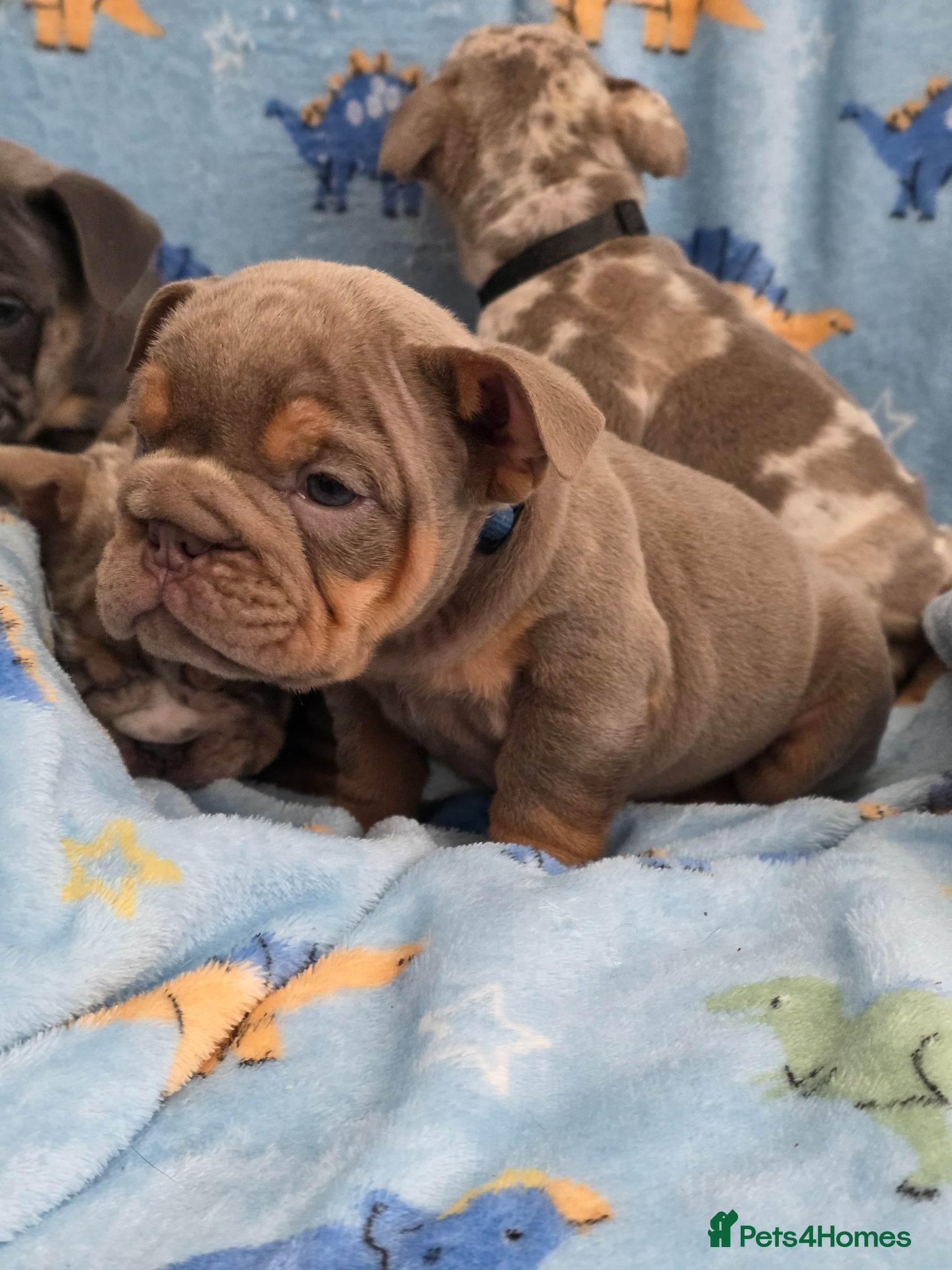 English Bulldog dogs british bulldog pups - Advert 7